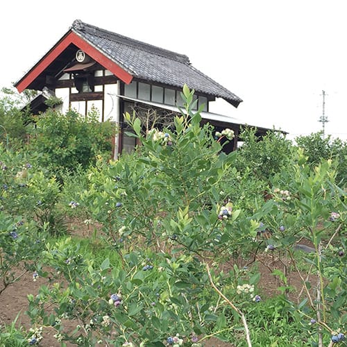 磯野ブルーベリー園
