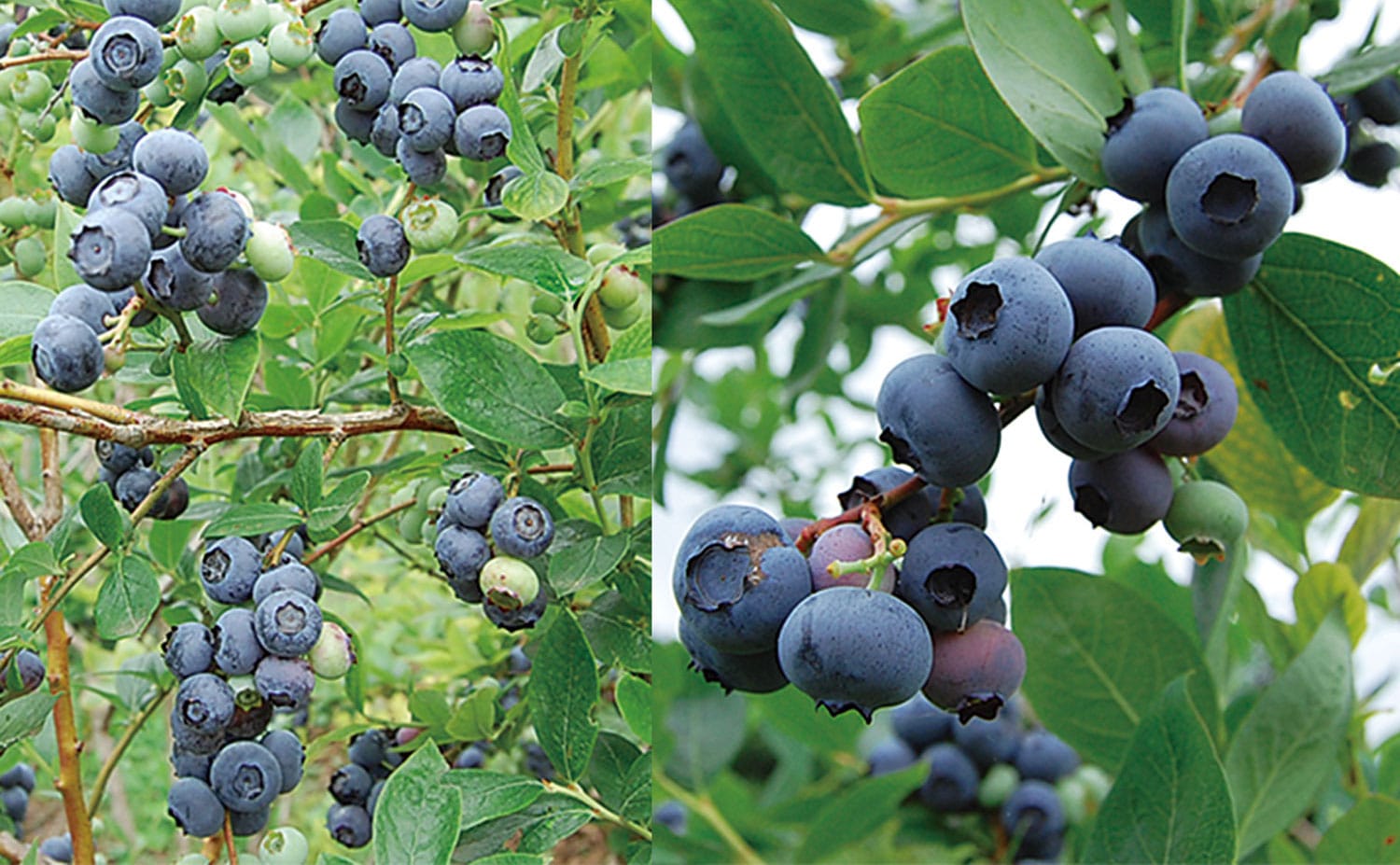 磯野ブルーベリー園